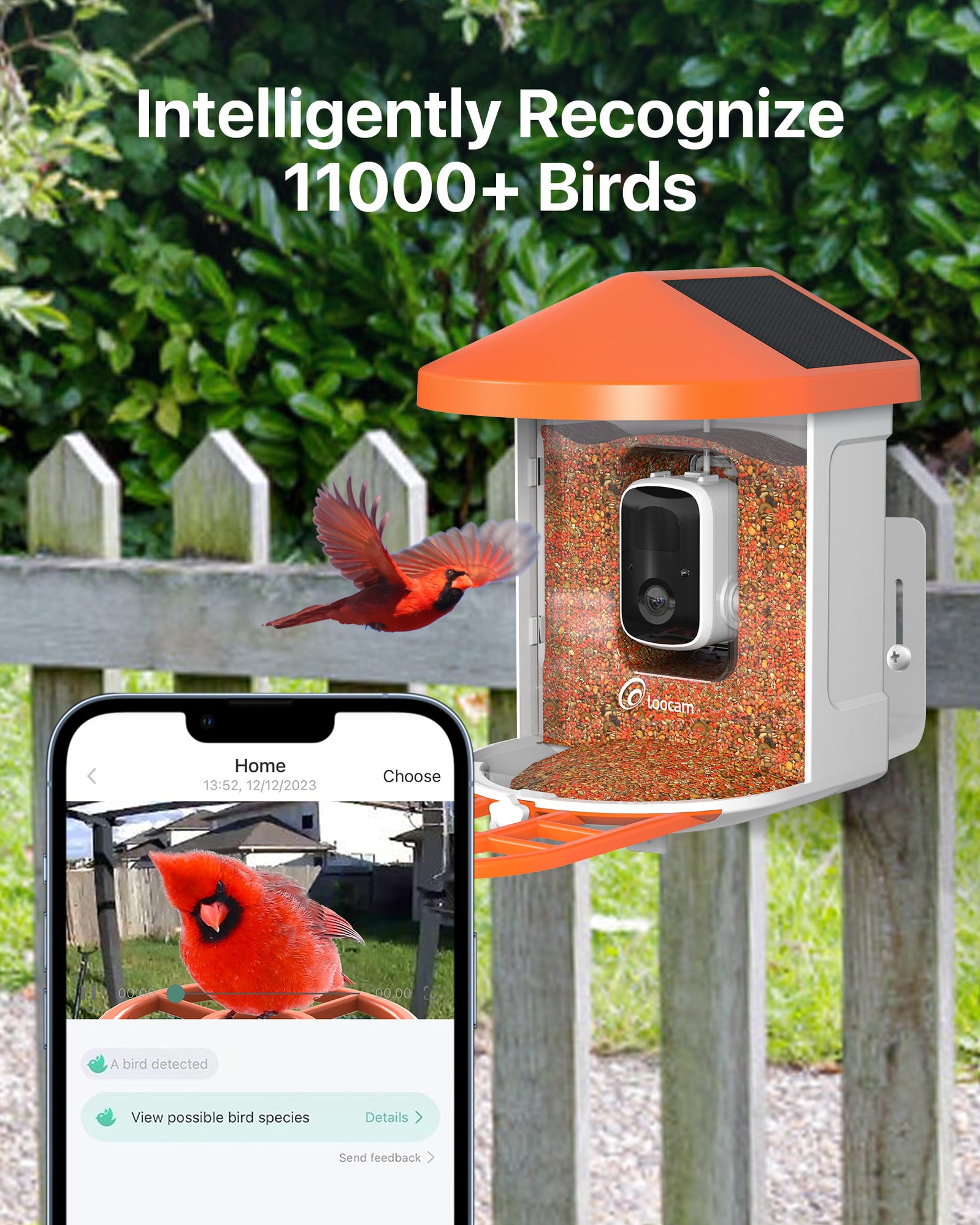 Loocam Bird Feeder with Camera, Smart AI Identify Bird Species, Solar ...